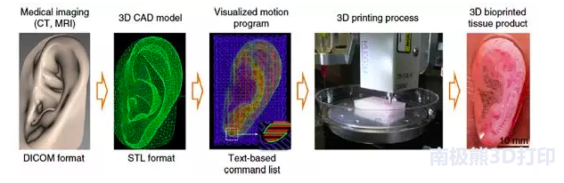 了解生物3D打印，從這篇文章開始